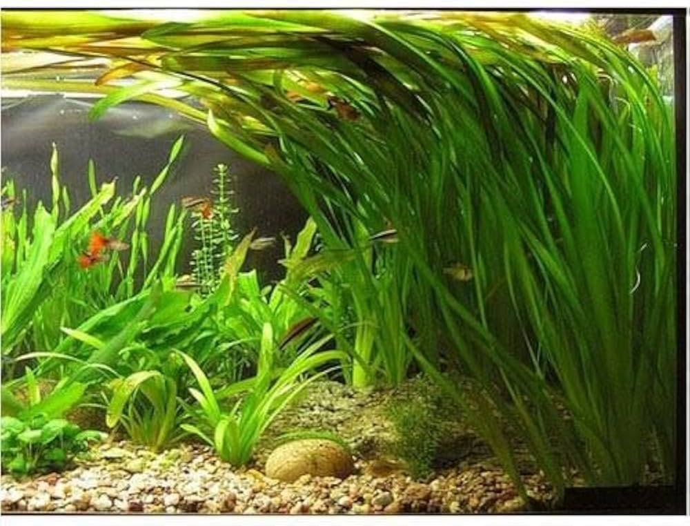 Vallisneria (Vallisneria spiralis)